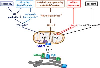 Endoplasmic Reticulum–Mitochondrial Ca2+ Fluxes Underlying Cancer Cell Survival